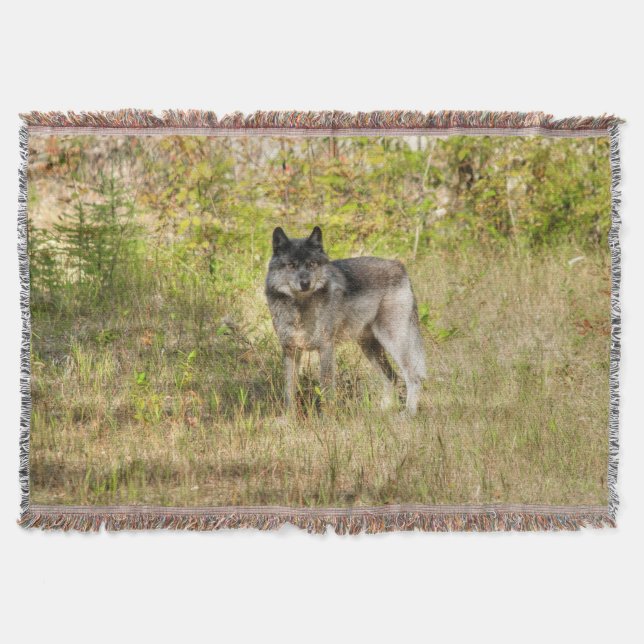 Lone Grey Wolf in the Wilderness Throw Blanket (Front)