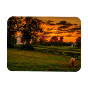 Lone horse at sunset magnet