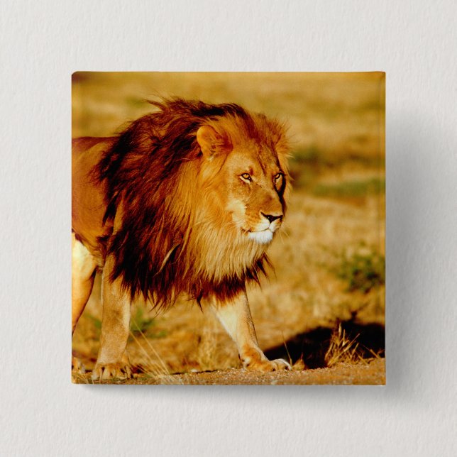 Lone Lion 15 Cm Square Badge (Front)