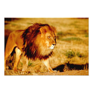 Lone Lion Photo Print
