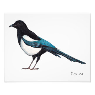 Lone Magpie Photo Print