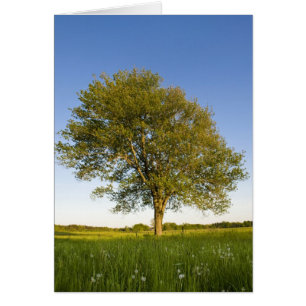 Lone maple tree in hay field at Raymond Farm,