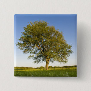 Lone maple tree in hay field at Raymond Farm, 15 Cm Square Badge