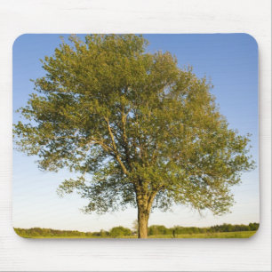Lone maple tree in hay field at Raymond Farm, Mouse Pad