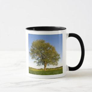 Lone maple tree in hay field at Raymond Farm, Mug