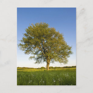 Lone maple tree in hay field at Raymond Farm, Postcard