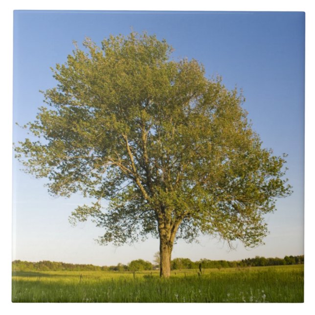 Lone maple tree in hay field at Raymond Farm, Tile (Front)