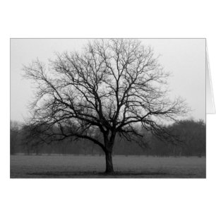 Lone Oak