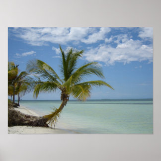 Lone Palm on a Cuban Beach Poster