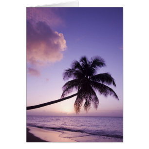Lone palm tree at sunset, Coconut Grove beach