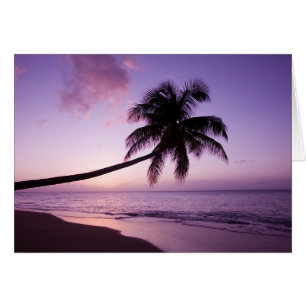 Lone palm tree at sunset, Coconut Grove beach 2
