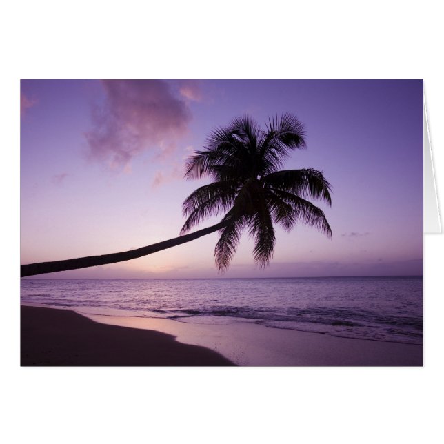 Lone palm tree at sunset, Coconut Grove beach 2 (Front Horizontal)