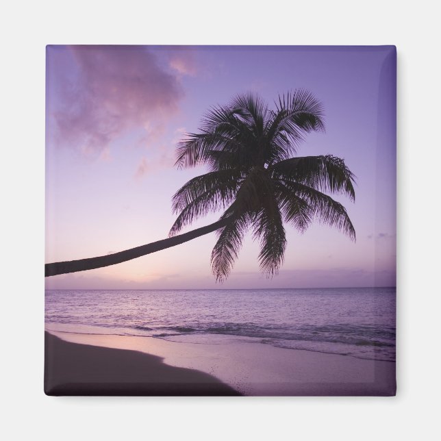 Lone palm tree at sunset, Coconut Grove beach 2 Magnet (Front)