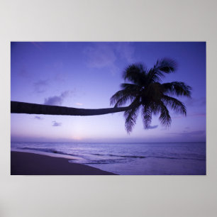 Lone palm tree at sunset, Coconut Grove beach 3 Poster