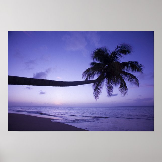 Lone palm tree at sunset, Coconut Grove beach 3 Poster (Front)