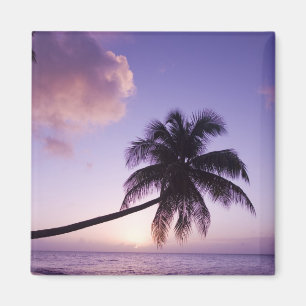 Lone palm tree at sunset, Coconut Grove beach Magnet