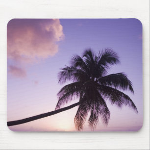 Lone palm tree at sunset, Coconut Grove beach Mouse Pad