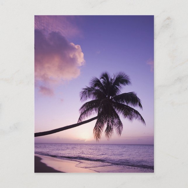 Lone palm tree at sunset, Coconut Grove beach Postcard (Front)