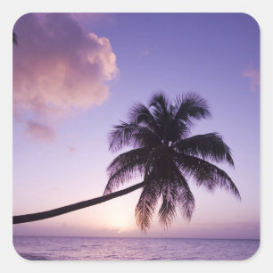 Lone palm tree at sunset, Coconut Grove beach Square Sticker
