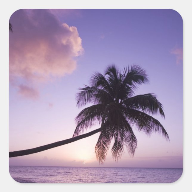 Lone palm tree at sunset, Coconut Grove beach Square Sticker (Front)