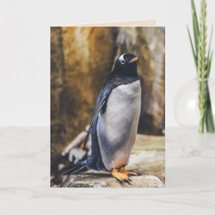 lone penguin greeting card