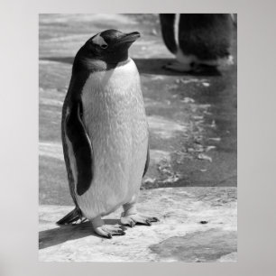 "Lone Penguin" Poster