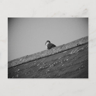 Lone Pigeon on a Roof Postcard