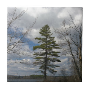 LONE PINE TREE TILE