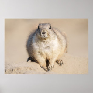 Lone Prairie Dog in the Sand Poster