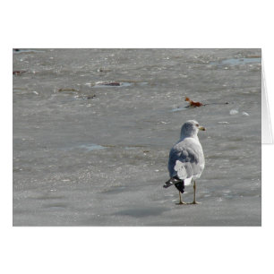 Lone Seagull on River Ice