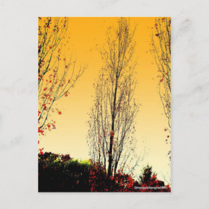 "Lone Sentinel" Postcard