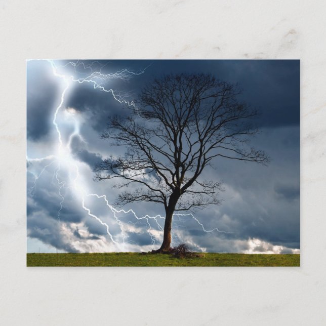 Lone tree and lightning postcard (Front)