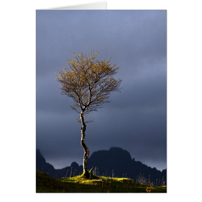 Lone Tree Caught in Sun (Front)