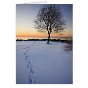 Lone tree in fresh snow at New Castle Common