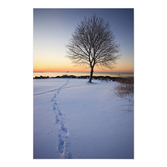 Lone tree in fresh snow at New Castle Common Photo Print (Front)