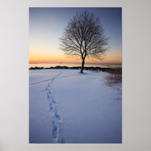 Lone tree in fresh snow at New Castle Common Poster