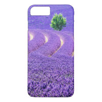 Lone tree in Lavender Field, France