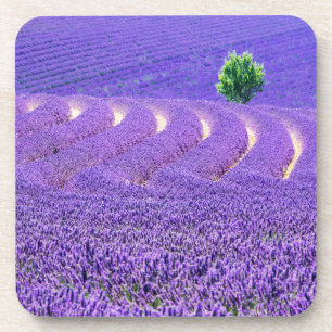 Lone tree in Lavender Field, France Coaster