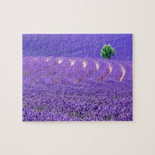 Lone tree in Lavender Field, France Jigsaw Puzzle