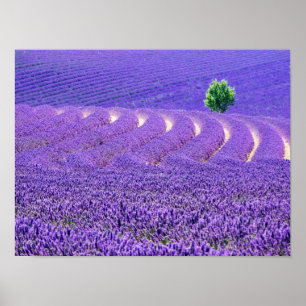 Lone tree in Lavender Field, France Poster