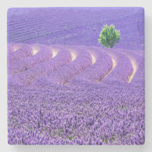 Lone tree in Lavender Field, France Stone Coaster