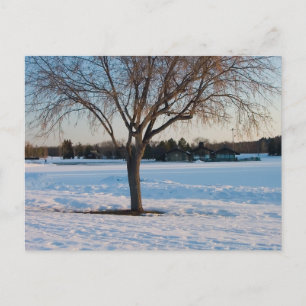 Lone Tree in Snowy Field Postcard