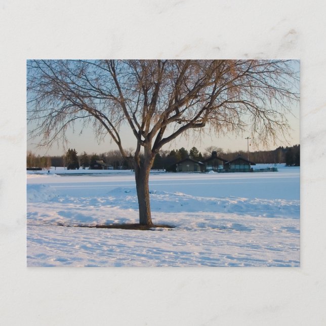 Lone Tree in Snowy Field Postcard (Front)