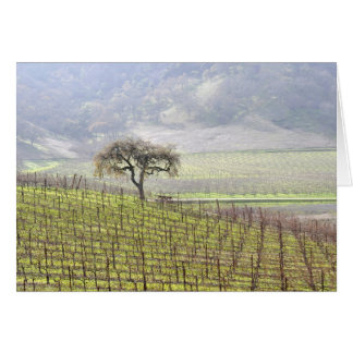 lone tree in vineyard