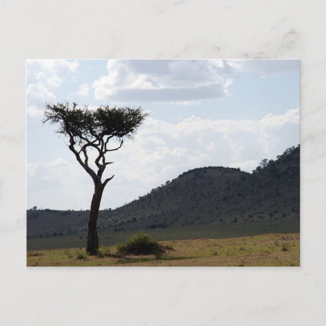 lone tree landscape postcard (Front)