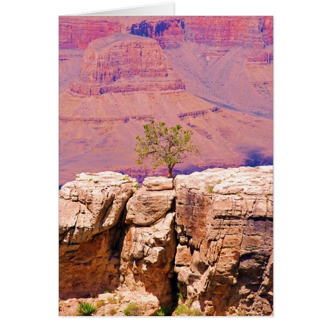 "Lone Tree on Canyon Ridge" collection (Front)