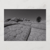 Lone Tree White Pocket Arizona