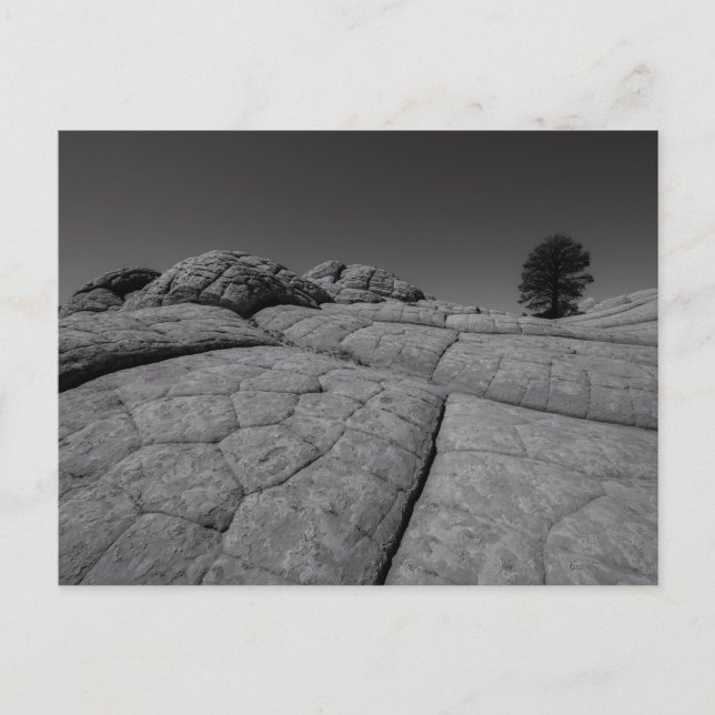 Lone Tree White Pocket Arizona Postcard (Front)