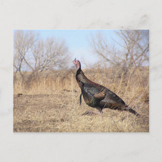 Lone Turkey Postcard