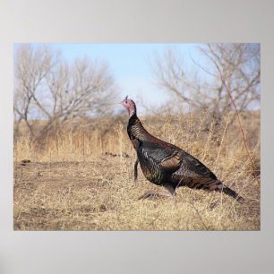 Lone Turkey Poster